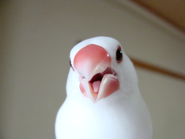 百舌鳥✴︎プロフ必読✴︎ページ ロゴとゆったり感可愛いスウェット💕💕 新作はフリルスカートと
