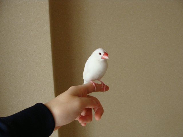 たった一羽ぽつんと部屋に残されて 誰のために鳥はさえずる: ララビス